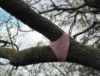 dendro.jpg