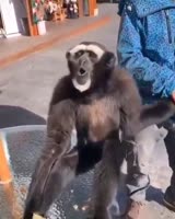 16113893731521.webm