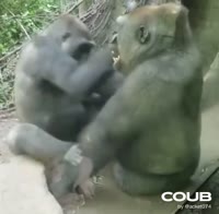 .mp4