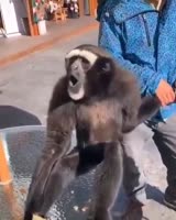 16113893731521.webm