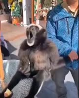 1603690128527.mp4