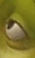 ogre.png