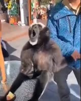 кукожный пог.mp4