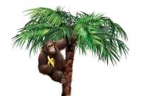 brown-monkey-on-palm-tree.jpg