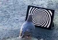 .png