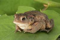 Bufobufo03-clean.jpg