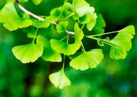 ginkgo1.jpg