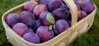 IMG5861picking-plums-1200x560.jpg