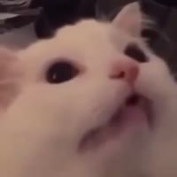 1460865916043.mp4