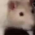 video.mp4