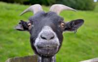 Goat-750x477.jpg