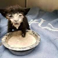 image.jpeg