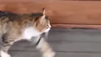 jopich.mp4