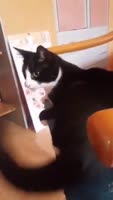 1500651872814.mp4