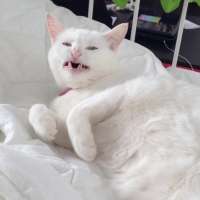 image.jpeg