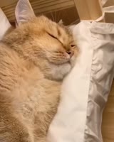 catbed.mp4