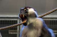 monkey-30194311920.jpg