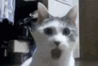 tenor[1].gif