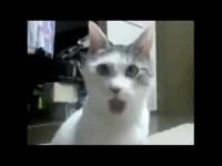 15316435331220.webm