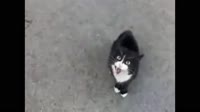 1481239825843.webm