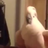 15985551634080.mp4