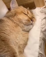 catbed.mp4