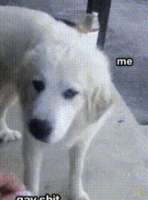 d18dae28182868f22f1a12f0dfbac3a222e5c8bd.gif