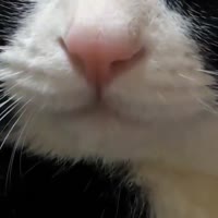 15861182414422.mp4