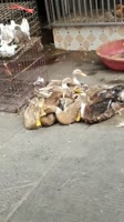 гусь орет.webm
