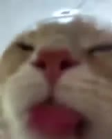 1493085918274.webm