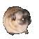 2x.gif