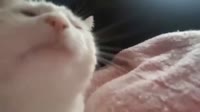 КотийскийГуль.mp4