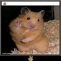 image.jpeg