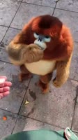 16186749776820.webm