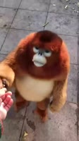 16186749776820.webm