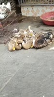 15949258973601.webm