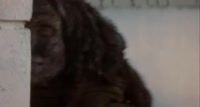 ы.webm