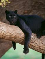 black-panther-leopards-Africa-Central-jaguars-South.png