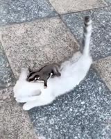 .mp4