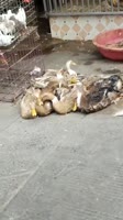 гусь орет.webm