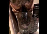 16199128065592.mp4
