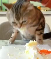 1621081947475.webm