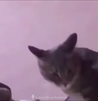 16215157087390.mp4