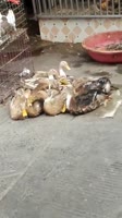16017217713750.webm