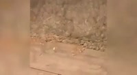 .webm