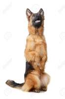 73536412-portrait-of-a-young-german-shepherd-dog-standing-o[...].jpg