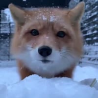 foxyoudied.mp4