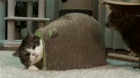 chesuka.webm