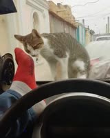Прогнал кота, разбил стекло.webm