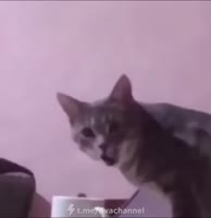 .mp4